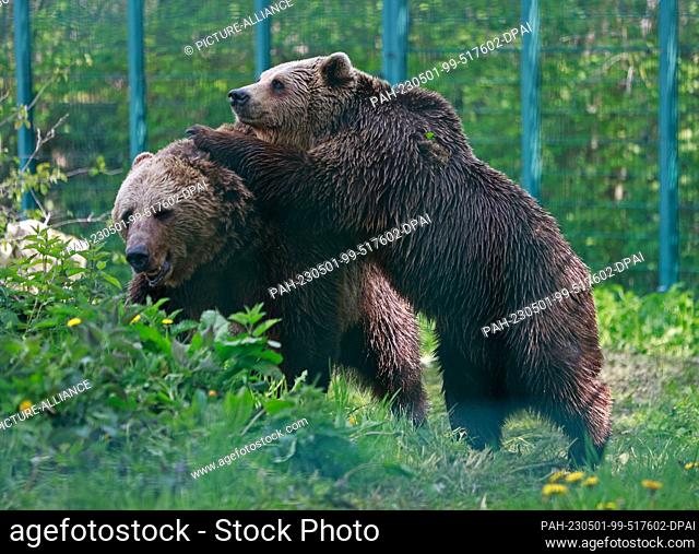 01 May 2023, Saxony-Anhalt, Aschersleben: The two brown bears Mette and Bambam explore their new enclosure at Aschersleben Zoo