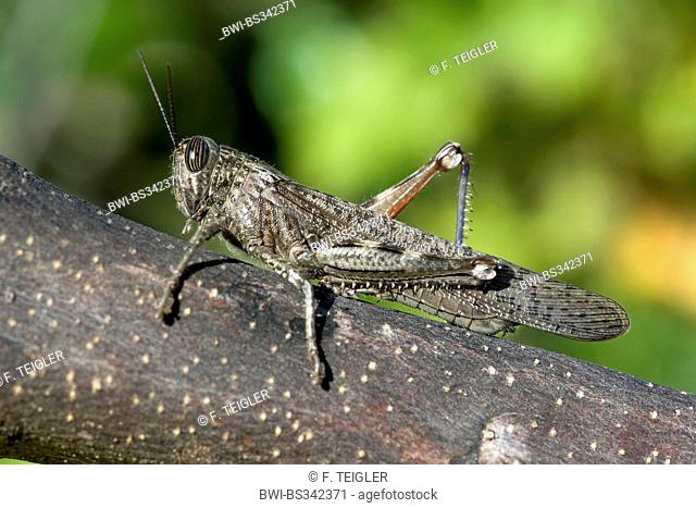 Egyptian grasshopper, Egyptian Locust (Anacridium aegyptium, Anacridium aegypticum), sitting on a branch