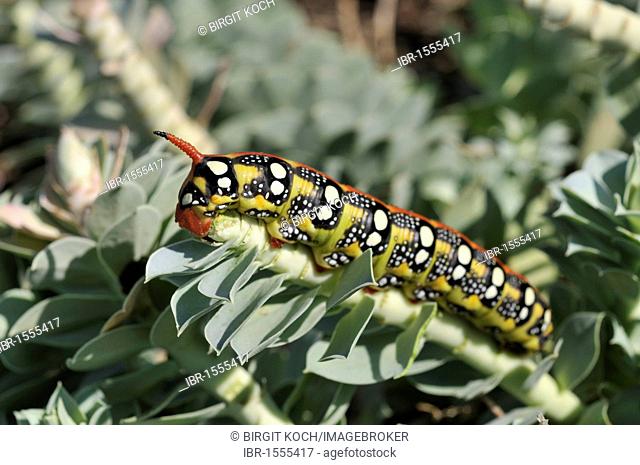 Spurge Hawk-moth caterpillar (Hyles euphorbiae) on Myrtle Spurge, Creeping Spurge or Donkey Tail (Euphorbia myrsinites)