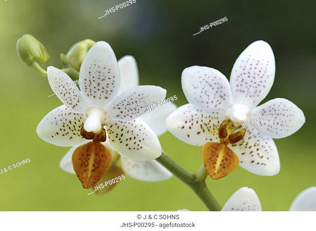 Orchid , Phalaenopsis , Mini Mark , Germany , Europe , bloom