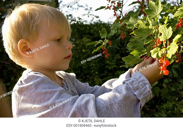 Child picking berries