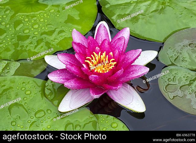 Pink Water lily (Nymphaea), Baden-Württemberg, Germany, Europe