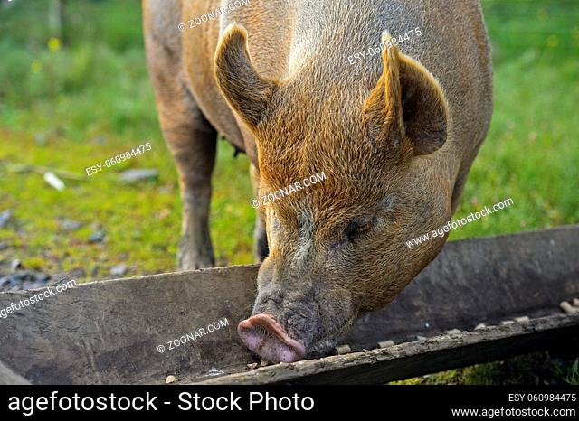 Berkshire Schwein am Futtertrog, Schottland, Großbritannien / Berkshire pig at the feeding through, Scotland, Great Britan