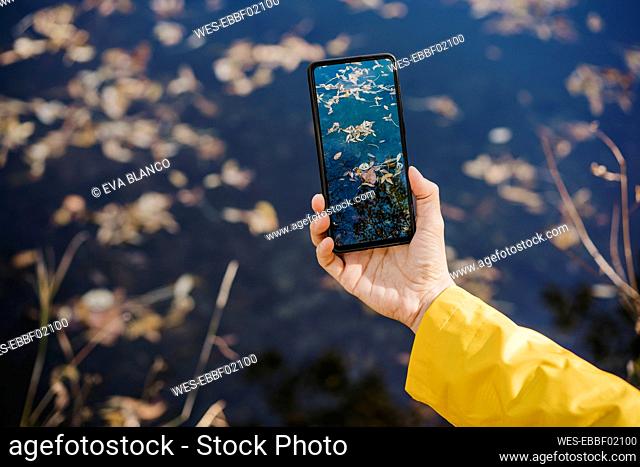 Womans hand holding smart phone, photographing yellow Autumn leaves