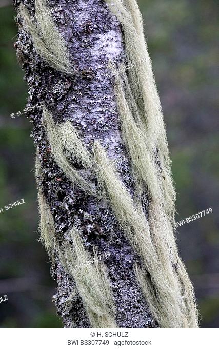 Horsehair Lichen, Gray-horsehair Lichen (Bryoria capillaris), on a branch, Sweden, Vaermland