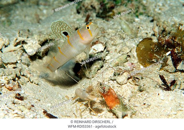 Randall's prawn-goby and snapping shrimp, Amblyeleotris randalli, Wakatobi Dive Resort Sulawesi Indian Ocean Bandasea, Indonesia