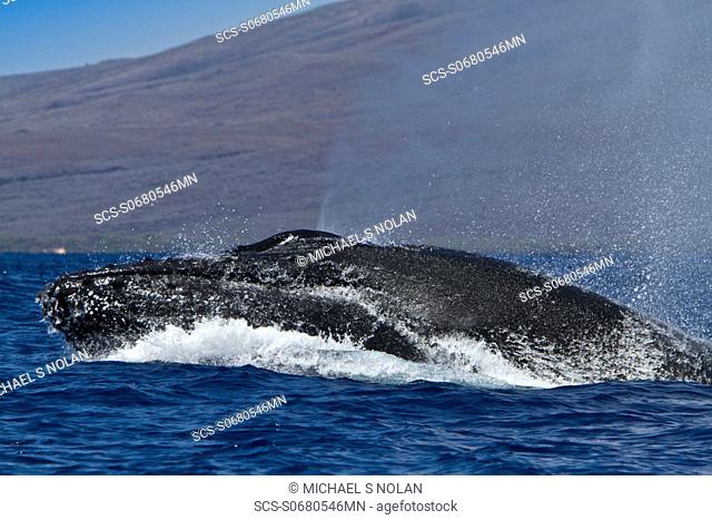 Adult male humpback whale Megaptera novaeangliae head-lunging in the AuAu Channel between the islands of Maui and Lanai, Hawaii, USA