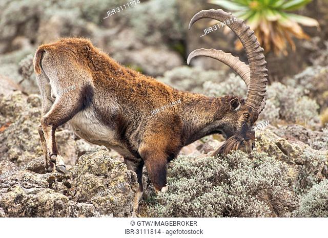 Walia Ibex (Capra walie), Simien Mountains National Park, Amhara Region, Ethiopia