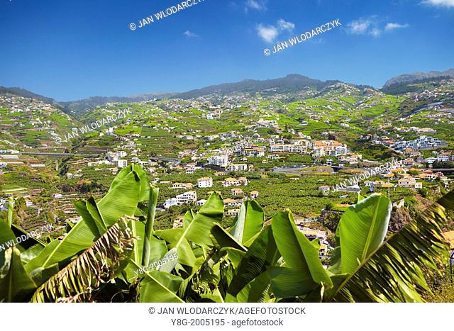 Banana plants cultivation - Camara de Lobos, Madeira, Portugal