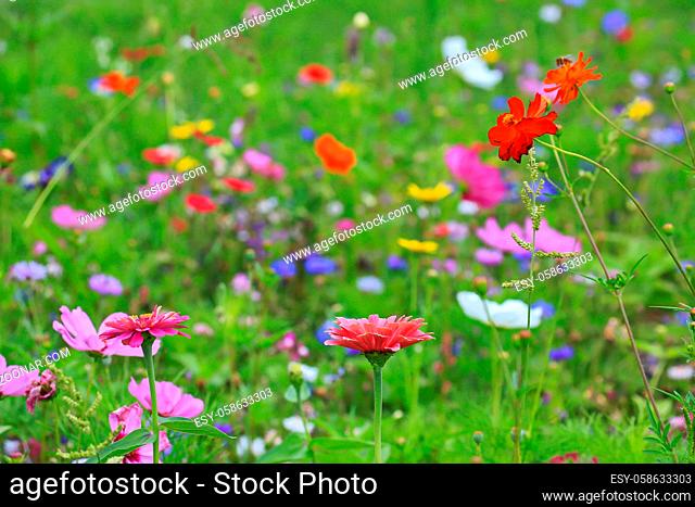 Farbenfrohe Blumenwiese in der Grundfarbe grün mit verschiedenen Wildblumen