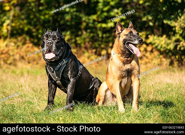 Beautiful Red Malinois dog and black Cane Corso dog funny sitting together outdoor in grass in autumn day. Big dog breeds