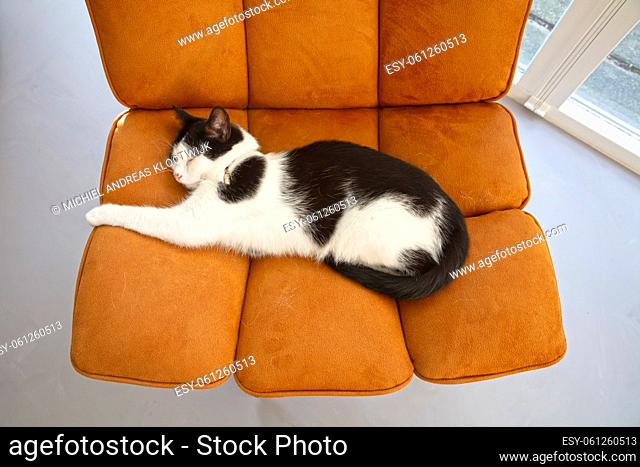 Cat in a chair, modern suede chair with a black and white young cat