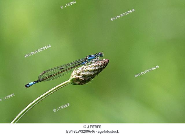 lesser ischnura, scarce blue-tailed damselfly Ischnura pumilio, on flower bud, Germany, Rhineland-Palatinate