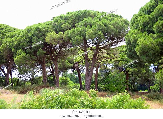 Stone pine, Italian Stone pine, Umbrella Pine (Pinus pinea), group of stone pines, France, Provence