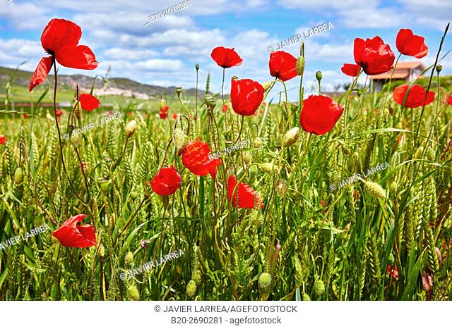 Field of cereal, poppies, Agricultural field, Sorlada, Navarre, Spain