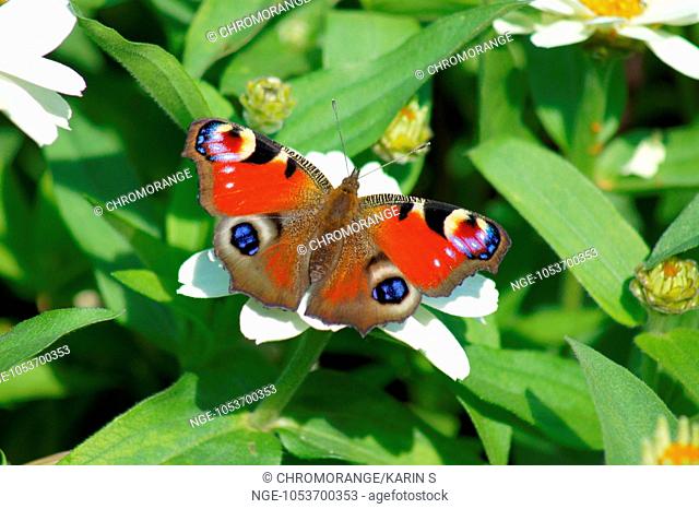 Tagpfauenauge Butterfly Inachis io