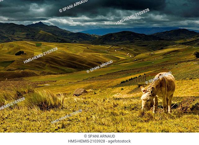 Ecuador, Cotopaxi, Tigua, mountainous Andean landscape under a stormy sky with a donkey in the foreground in a field