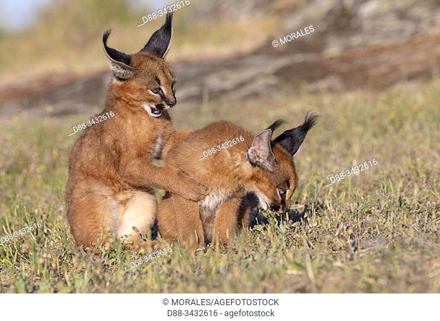 Caracal (Caracal caracal), Occurs in Africa and Asia, Young animals 9 weeks old, Two animals playing in the grass, Captive