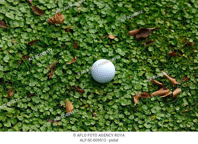 Close up of a golf ball in the rough