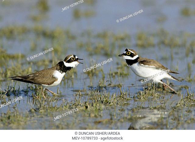 Little Ringed Plover - 2 males fighting in lake (Charadrius dubius)