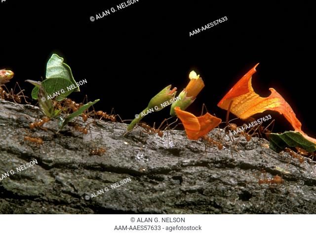 Leafcutter Ants (Atta cephalotes) Central & South America