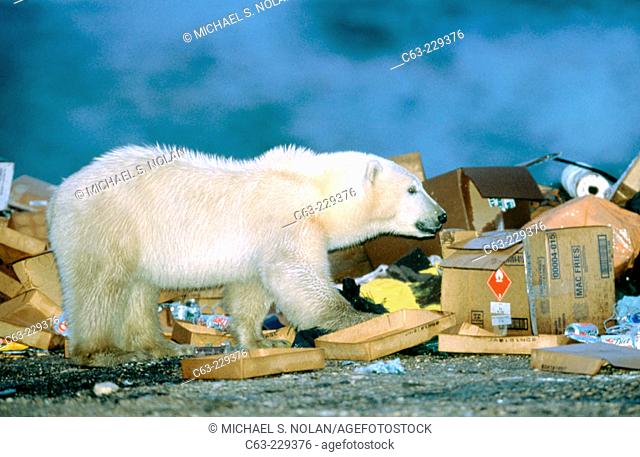 Young Polar Bear (Ursus maritimus) foraging in the dump, near the town of Churchill. Manitoba. Canada