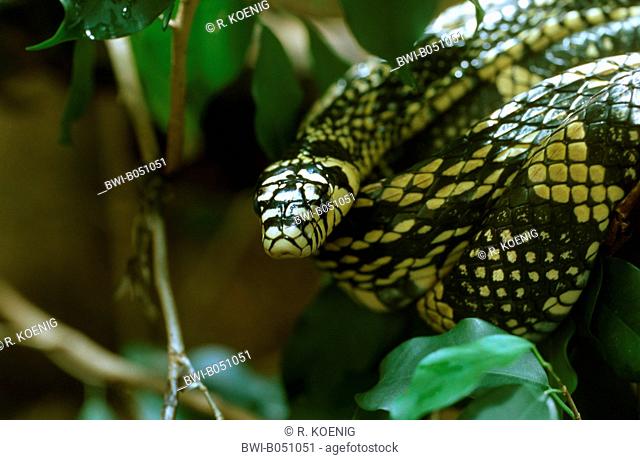 Tropical chicken snake (Spilotes pullatus), portrait