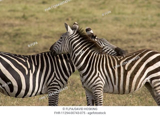 Plains, common or Burchell's Zebra Equus burchelli, grooming, Serengeti, Tanzania