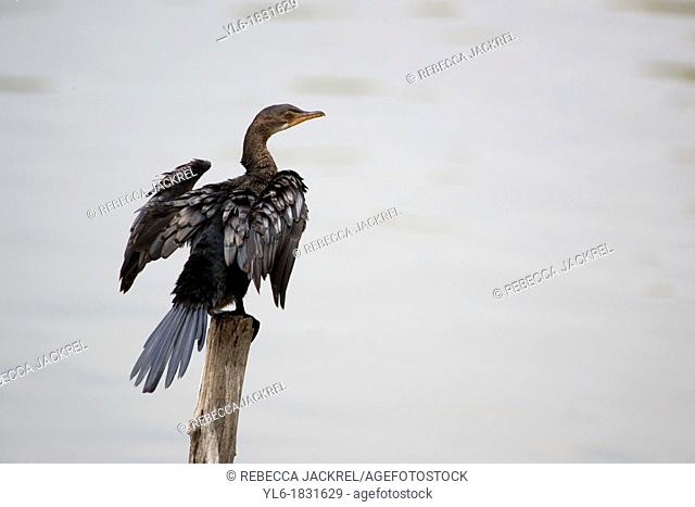 A long-tailed cormorant sunning himself on a post in a lake in Ethiopia