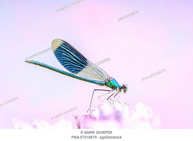 Banded Demoiselle (Calopteryx splendens), Broad-winged Damsels (Calopterygidae), Dragonflies (Odonata), Insects (Insecta), Arthropods (Arthropoda)