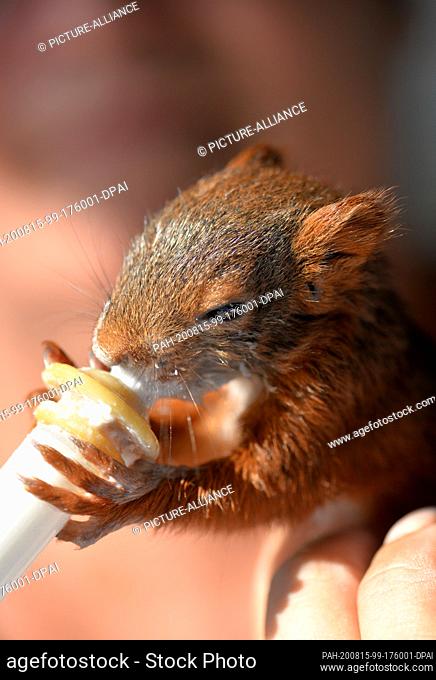 12 August 2020, France, Rémering-Les-Puttelange: Monika Pfister holds a small squirrel in her hand during her holiday at a campsite