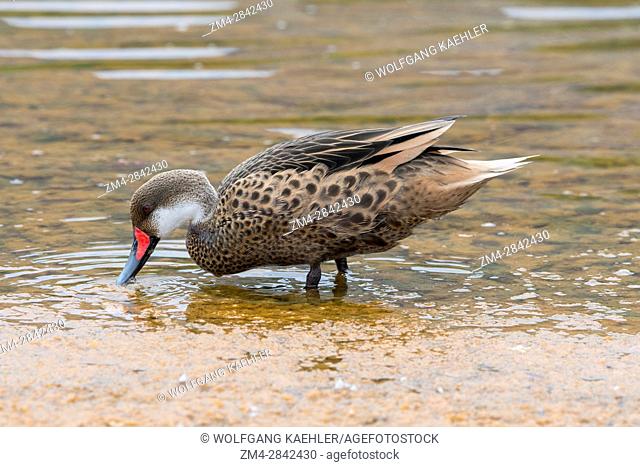 A male White cheeked Pintail duck or Bahama Pintail duck (Anas bahamensis) is feeding in a lagoon on Rabida Island (Jervis Island) in the Galapagos Islands