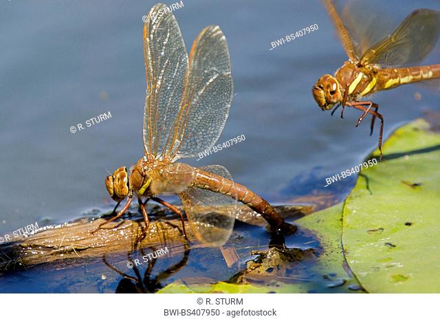 brown aeshna, brown hawker, great dragonfly (Aeshna grandis), female laying eggs, Germany, Bavaria