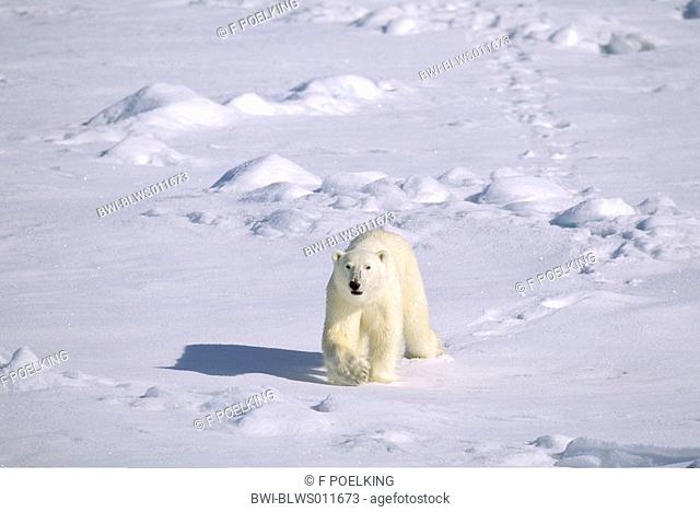 polar bear Ursus maritimus, walking over snow tract, Norway, Spitsbergen