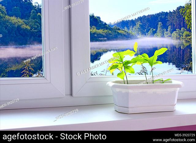 Young plants of oaks on window-sill and view to morming mist above forest lake. Young trees are ready to planting. Morning sunrise over the river seen from...