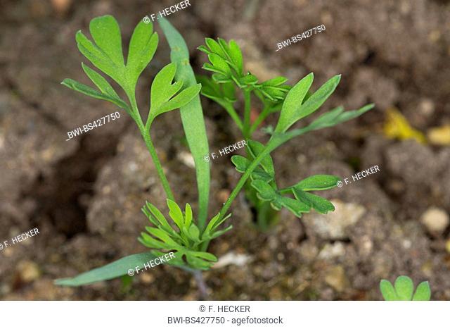 common fumitory, drug fumitory (Fumaria officinalis), young plants, Germany