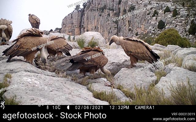 Griffon vultures (Gyps fulvus) flock feeding on a red fox corpse. Ludiente, Alto Mijares, Castellón, Spain