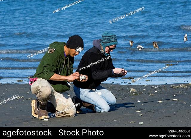 Researchers conducting annual migrating shorebird studies on Western Sandpipers (Calidris mauri) caught using nets, Hartney Bay, Copper River Delta, Cordova