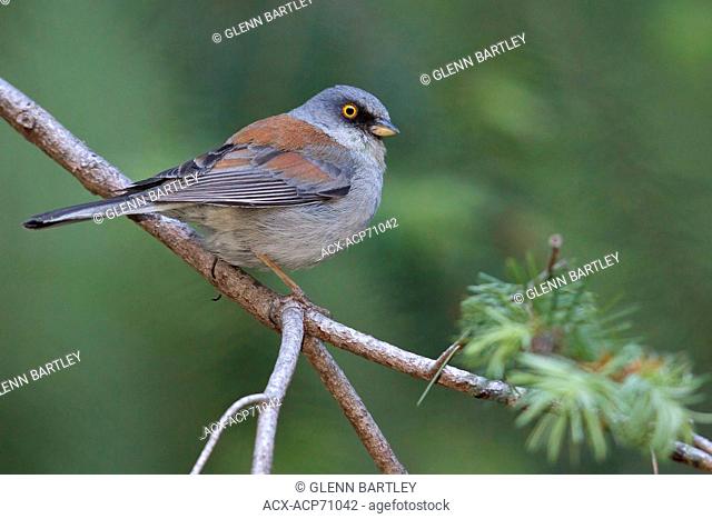Yellow-eyed Junco (Junco phaeonotus) perched on a branch in southern Arizona, USA
