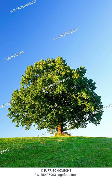 basswood, linden, lime tree (Tilia spec.), lime tree with bench, Switzerland, Kanton Bern