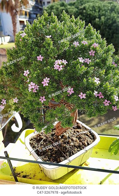 Syzygium buxifolium (Myrtaceae) bonsai. Syzygium bonsai are well suited as indoor bonsai. Indoor Syzygium should be kept very light