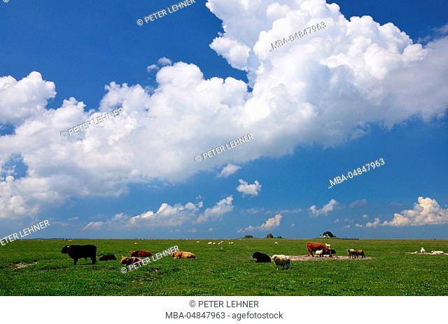 Germany, Schleswig-Holstein, the North Sea, mud flats, Hallig, Nordstrandischmoor, cattle, sheep