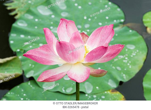 Lotus or Indian Lotus (Nelumbo nucifera), flower, Ubud, Bali, Indonesia