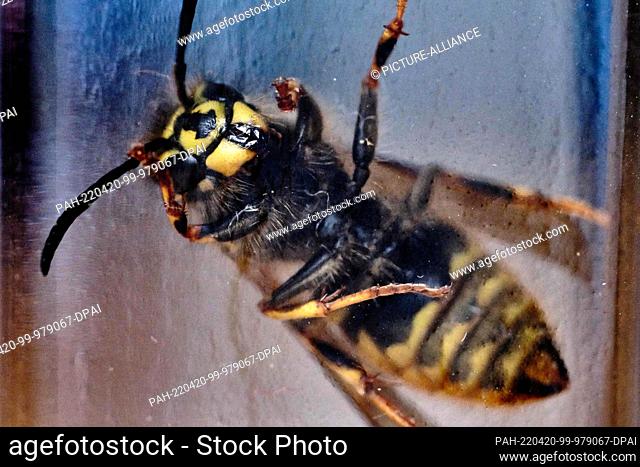 20 April 2022, Lower Saxony, Brunswick: A common wasp (Vespula vulgaris) looks out of a jam jar in which it was caught to get it out of the house and set it...