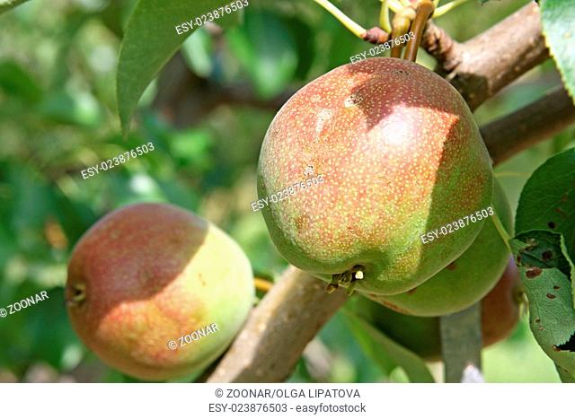 Ripening pears on tree branch