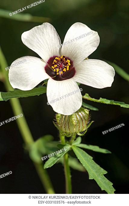 Flower-of-an-hour (Hibiscus trionum). Virginia, United States