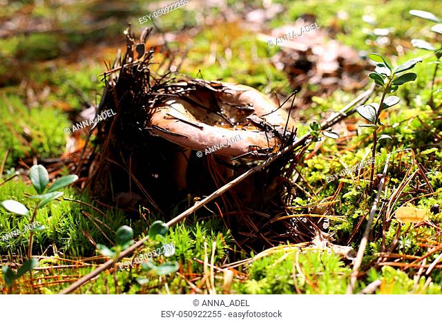 Lamellar mushroom in sunny forest. Mushroom fungus grow in autumn wood. Beautiful mushroom in sun rays