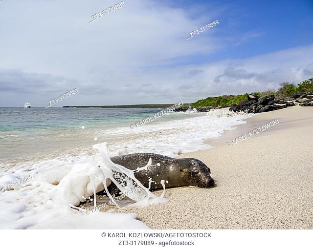 Galapagos Sea Lion (Zalophus wollebaeki) on a beach at Punta Suarez, Espanola or Hood Island, Galapagos, Ecuador