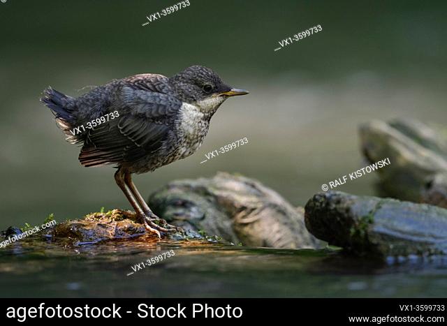 White throated Dipper ( Cinclus cinclus ), very young chick, just fledged, standing on some rocks in a creek, nice spotlight, wildlife, Europe