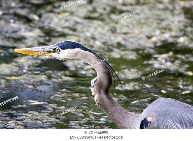 Great Blue Heron waiting for his next meal to swim by